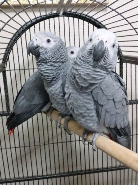 Parrot chicks,Ostrich chicks and 100% Fresh Fertile eggs for sale(www.islandaviary.com )
