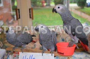 African grey parrot birds and parrot eggs for sale