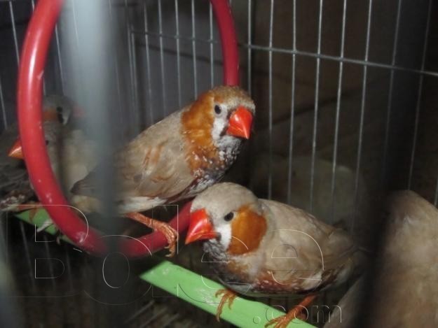 Orange king Finch for Sale