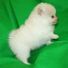 puppy for adoption