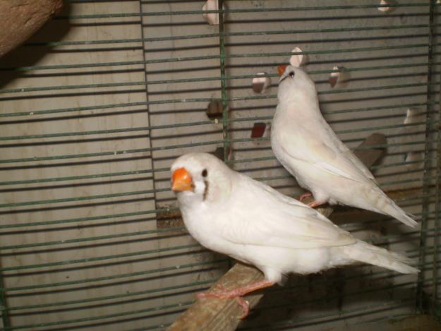 finches for sale in pkistan