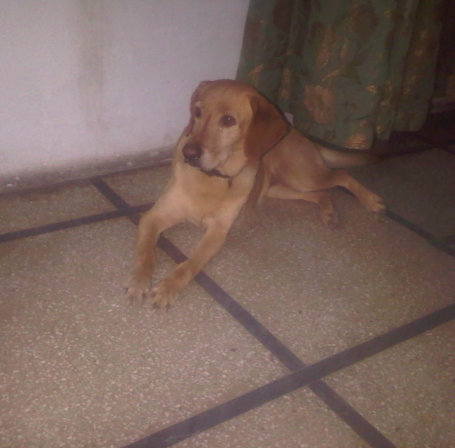 Golden Brown Labrador. — photo 1