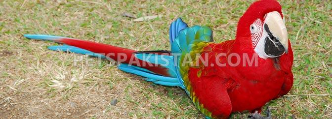 Green wing Macaw Parrot Babies on sale whatsapp : +12486625079