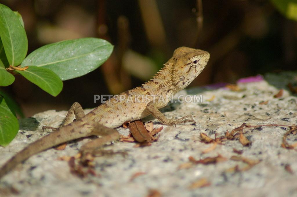 Oriental Garden Lizard — photo 1