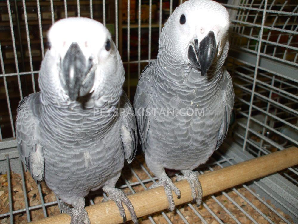 A Pair of Talking African Grey Parrots
