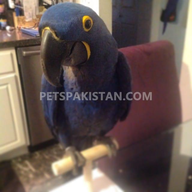 Macaws for sale