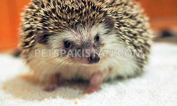 Hedghog for sell in karachi — photo 1