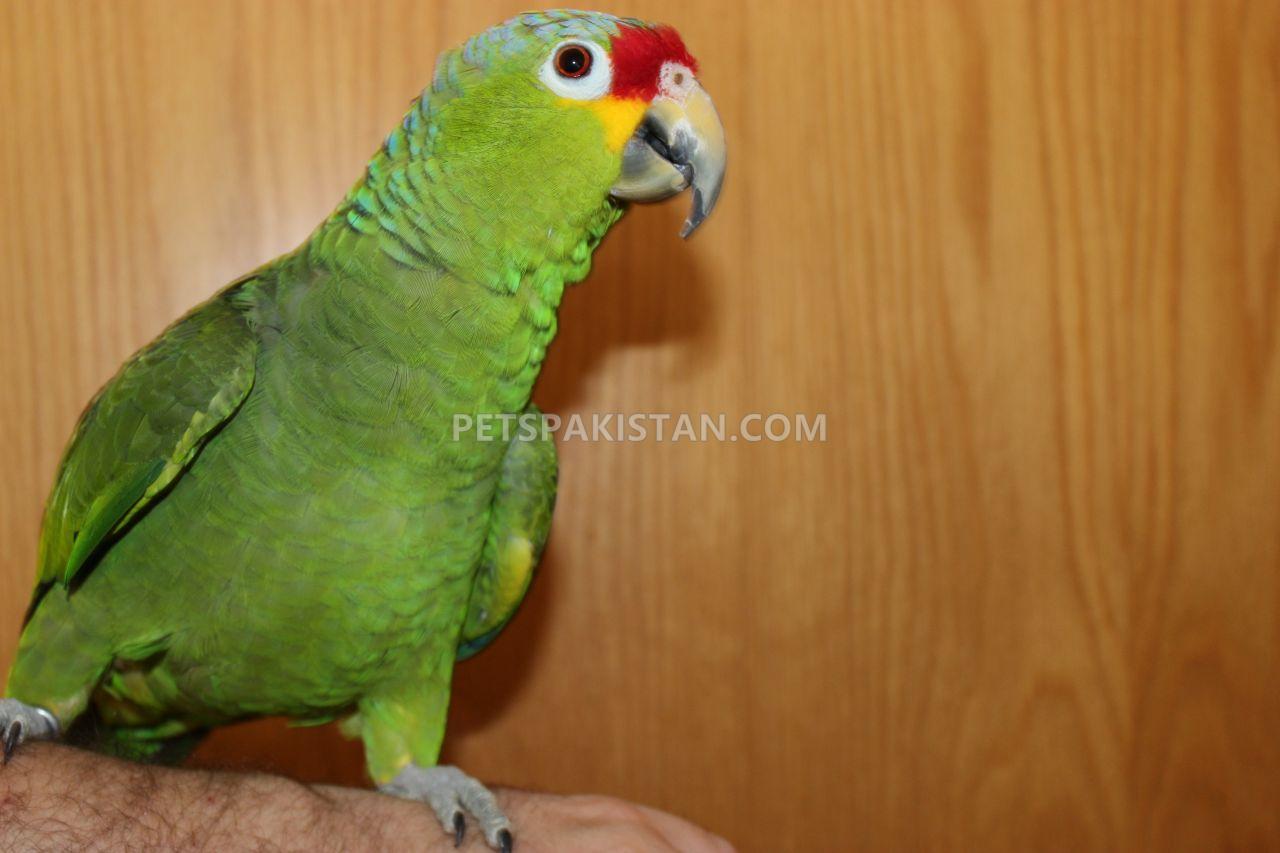 Tamed parrots for Sale whatsapp : +12486625079