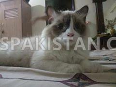 Ragdoll for sale
